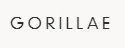 Gorillae Matcha