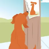 Lost My Doggie